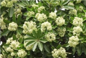 Read more about the article सातवीण (Indian devil tree)