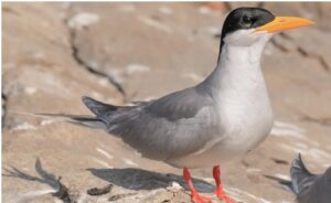 Read more about the article सुरय (Indian river tern)