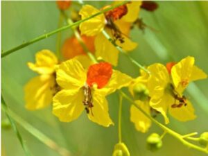 Read more about the article वेडी बाभूळ (Jerusalem thorn)