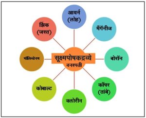 Read more about the article सूक्ष्मपोषकद्रव्ये (Micronutrients)