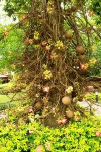 Read more about the article साल वृक्ष (Sal tree)