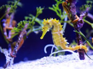 सागरघोडा (Seahorse)