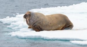 Read more about the article वॉलरस (Walrus)