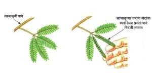Read more about the article वनस्पतींची हालचाल (Movement of plants)
