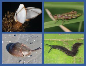 Read more about the article संधिपाद संघ (Phylum arthropoda)
