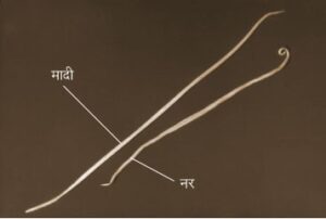 Read more about the article सूत्रकृमी (Rounworm)