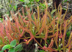 Read more about the article ड्रॉसेरा मॅग्निफिका : भव्य दवपर्णी  (Drosera magnifica : A Giant Insectivorous Plant)