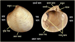 Read more about the article तिसऱ्या / द्विपुटी (Bivalves)