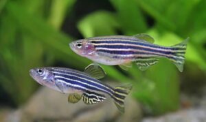 प्रातिनिधिक सजीव : झिब्राफिश (Model organism : Zebrafish)