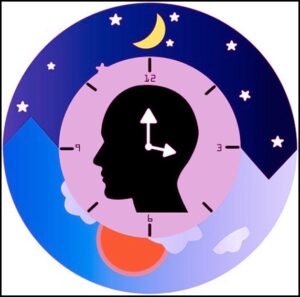 Read more about the article दैनिक लयबद्धता (Circadian rhythm)