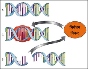 निर्बंधन विकर (Restriction enzyme)