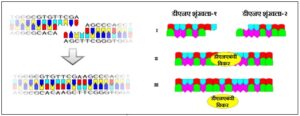 डीएनएबंधी विकरे (DNA ligases)