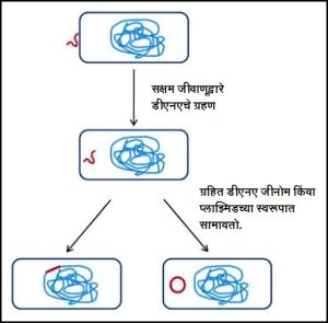 जीवाणूतील जनुक रचनांतरण (Bacterial Transformation)