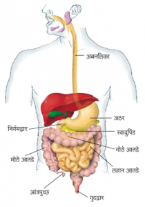 आतडे (Intestine)