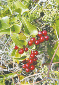 Read more about the article घोटवेल (Kumarika)