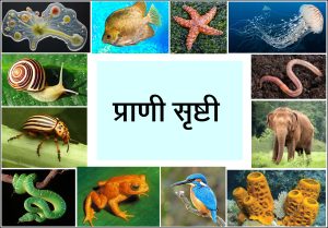 Read more about the article प्राणी सृष्टी (Kingdom Animalia)