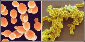 प्रातिनिधिक सजीव - किण्व (Model organism-Yeast )