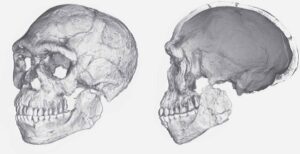 Read more about the article सेपियन मानव (Homo sapiens)