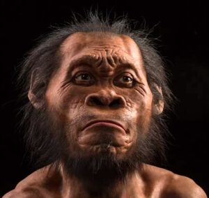 Read more about the article नलेदी मानव (Homo naledi)