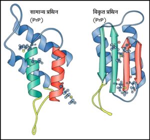 Read more about the article प्रिऑन (Prion)