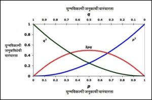 Read more about the article हार्डी-वाईनबर्ग नियम/तत्त्व (Hardy-Weinberg principle)