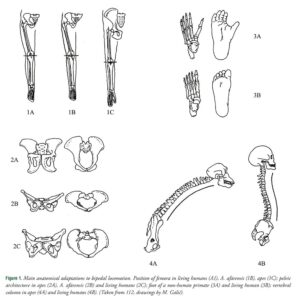 Read more about the article दोन पायांवर चालण्याची उत्क्रांती (Evolution of Bipedalism)