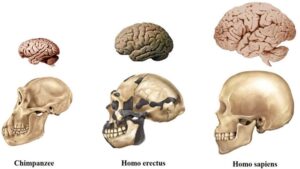 Read more about the article मेंदूची उत्क्रांती (Evolution of Brain)