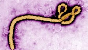 इबोला विषाणू (Ebola virus)