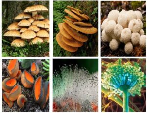 Read more about the article कवक सृष्टी  (Kingdom Fungi)
