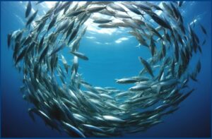 Read more about the article समूहन, माशांचे (Shoaling and schooling in Fishes)