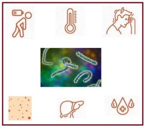 मारबर्ग विषाणूजन्य आजार (Marburg Virus disease)